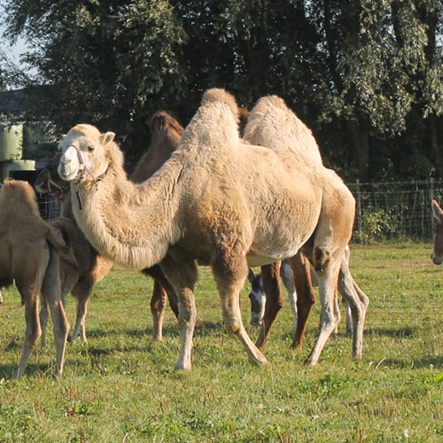 dubbele camouflage Productief KAMEEL | Fokkerij, verkoop en verhuur van echte kamelen: de Mettemaat!