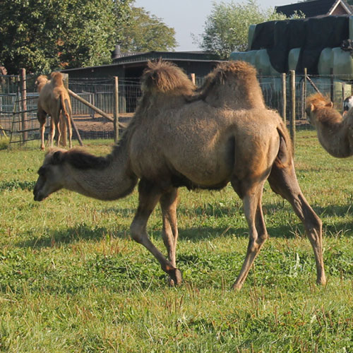 dubbele camouflage Productief KAMEEL | Fokkerij, verkoop en verhuur van echte kamelen: de Mettemaat!